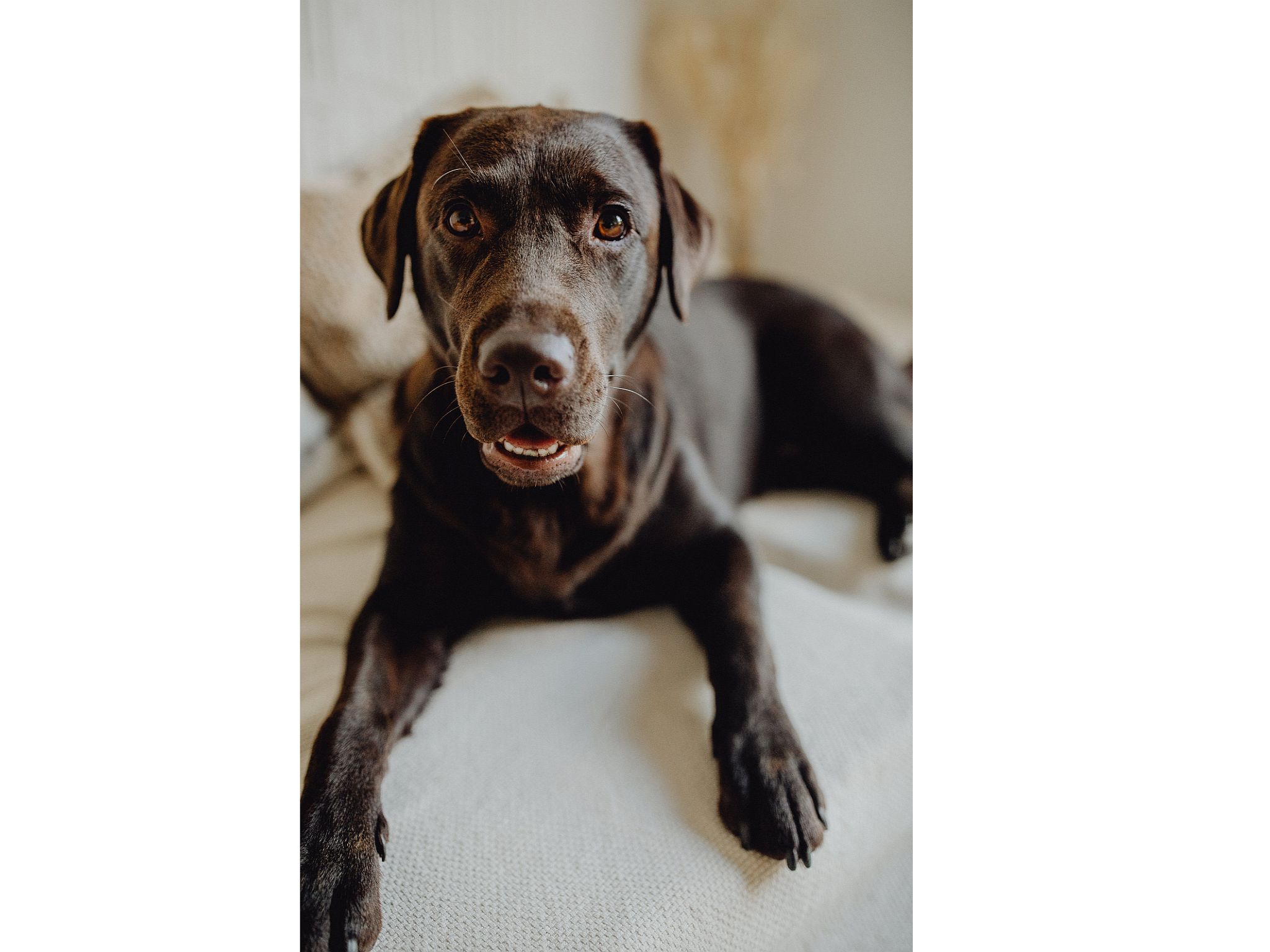 Unser Schulhund Frieda stellt sich  vor