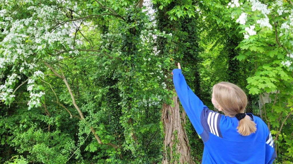 Umweltschule: Pausenhof-Kartierung der Klasse 10a