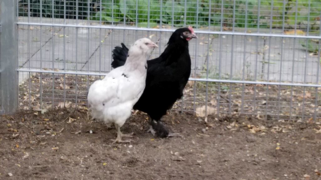 Hühnertaufe