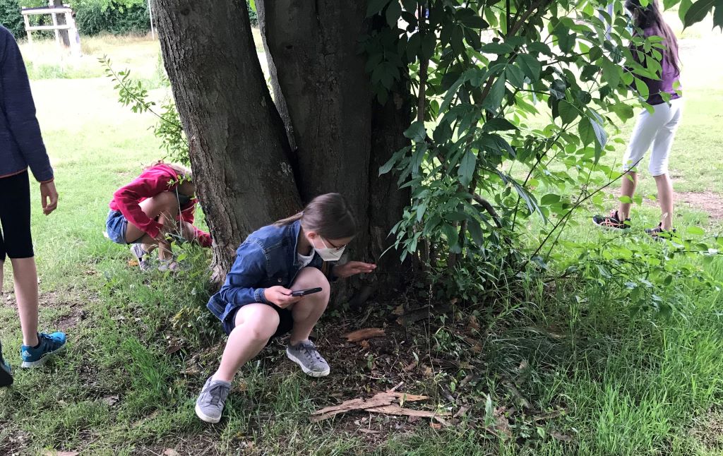 Insekten-Fotosafari der Klasse 5e auf dem Nordrasen, inspiriert von Paul Shiptons Insektenkrimi "Die Wanze".