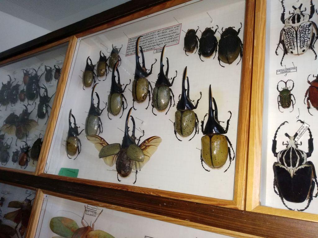 Das "rollende Insektarium" macht Halt am ASG