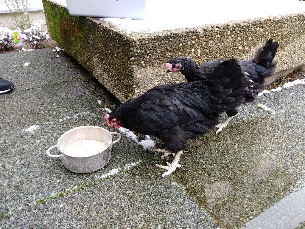 Waltraud, Clothilde ... und Esmeralda