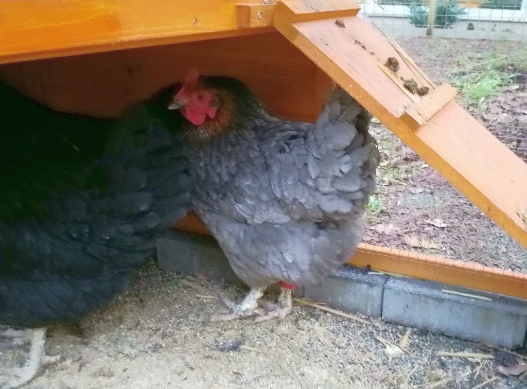 Waltraud, Clothilde ... und Esmeralda