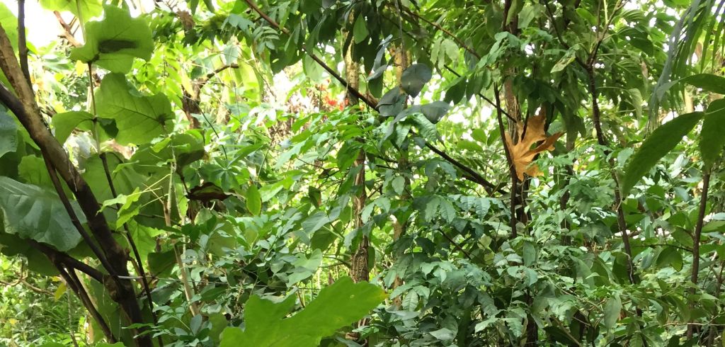 Entdeckungsreise in die Tropen