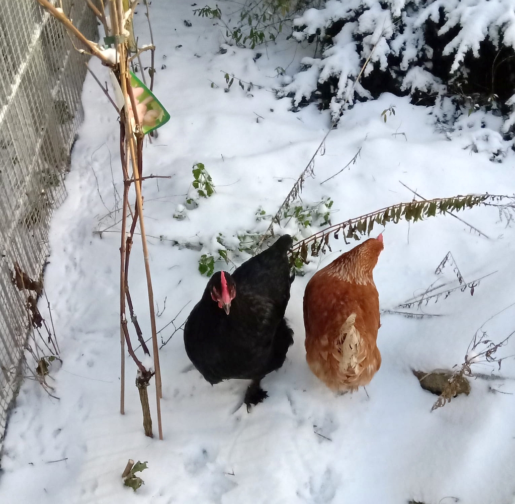 Schneeh&uuml;hner am ASG