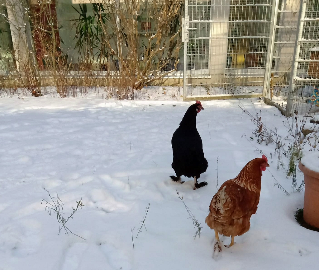 Schneeh&uuml;hner am ASG