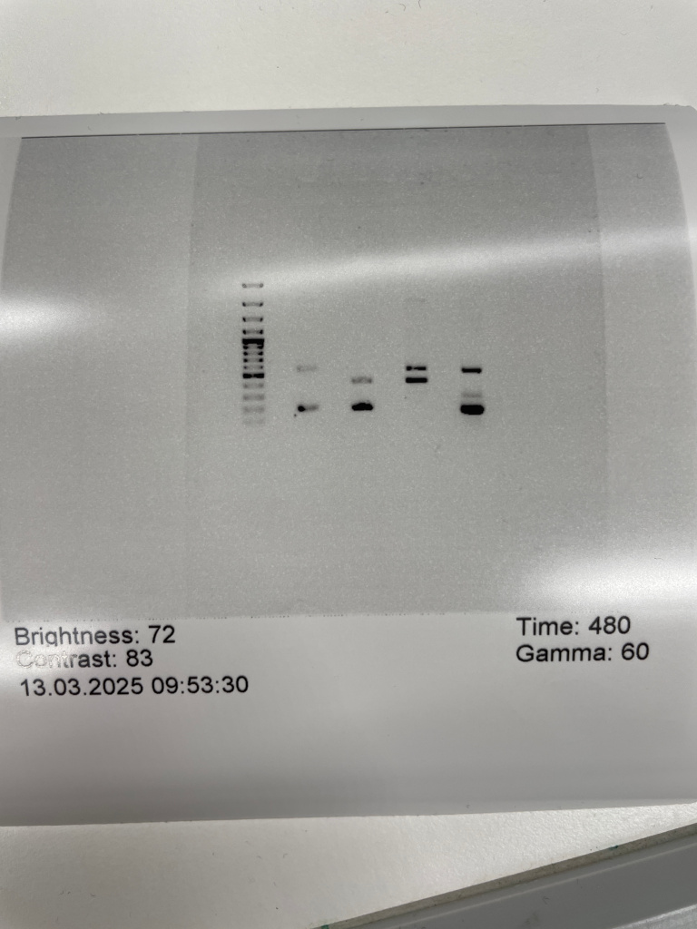 Vom Klassenzimmer ins Labor - Genetik erfahrbar machen
